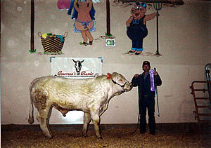 Prize Winning Cattle